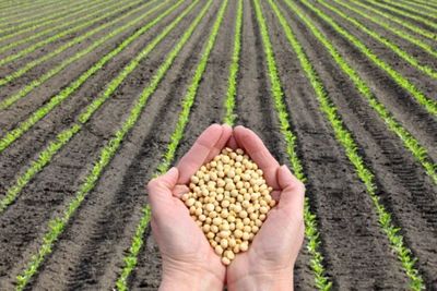 Safras recorde. E recuperação judicial também. O que acontece com o agronegócio brasileiro?